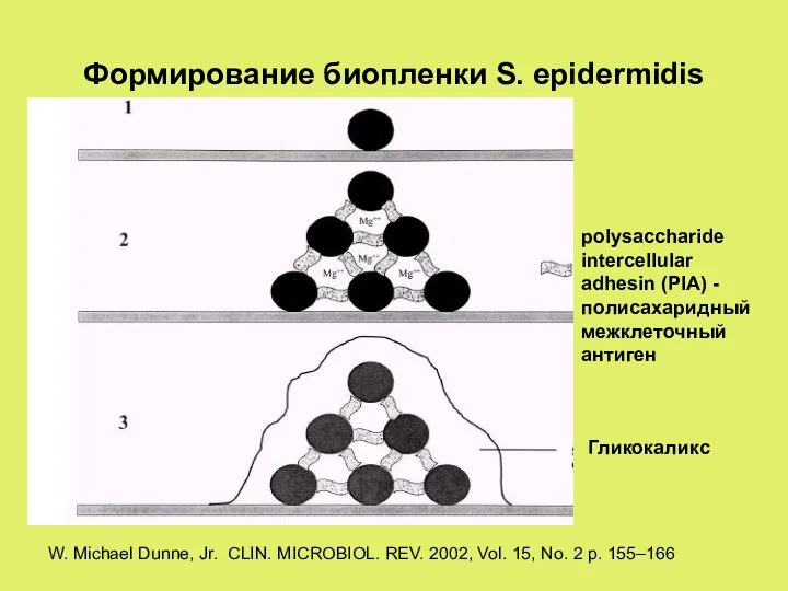 Формирование биопленки S. epidermidis Гликокаликс polysaccharide intercellular adhesin (PIA) -полисахаридный межклеточный антиген W.