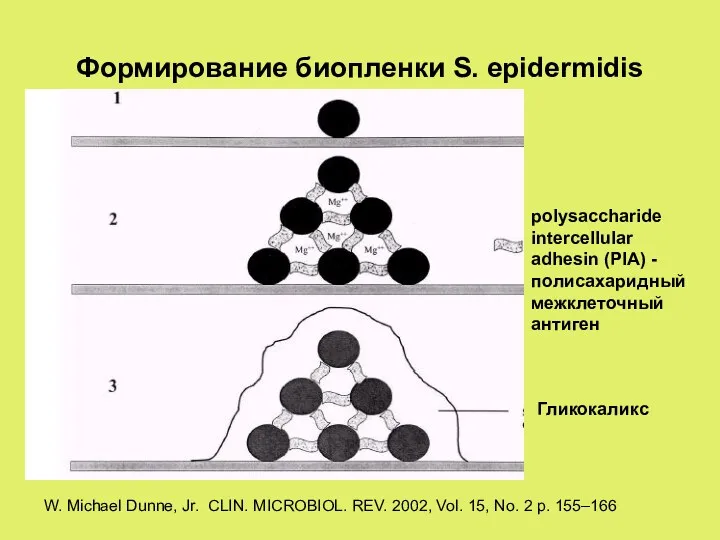 Формирование биопленки S. epidermidis Гликокаликс polysaccharide intercellular adhesin (PIA) -полисахаридный