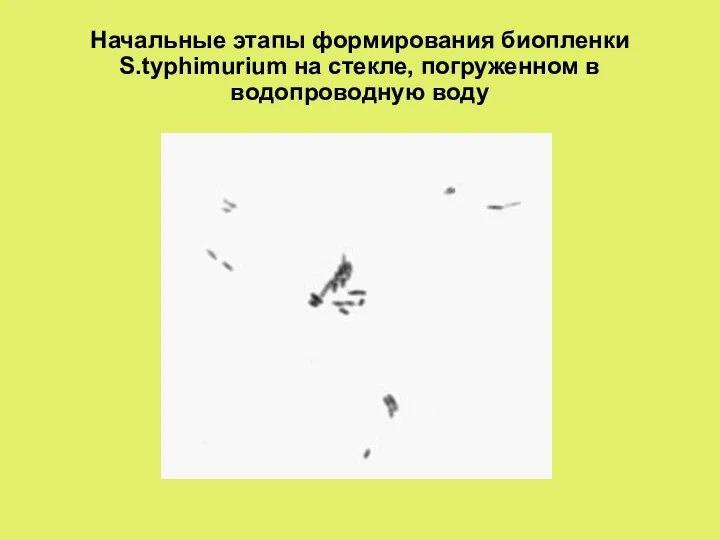 Начальные этапы формирования биопленки S.typhimurium на стекле, погруженном в водопроводную воду