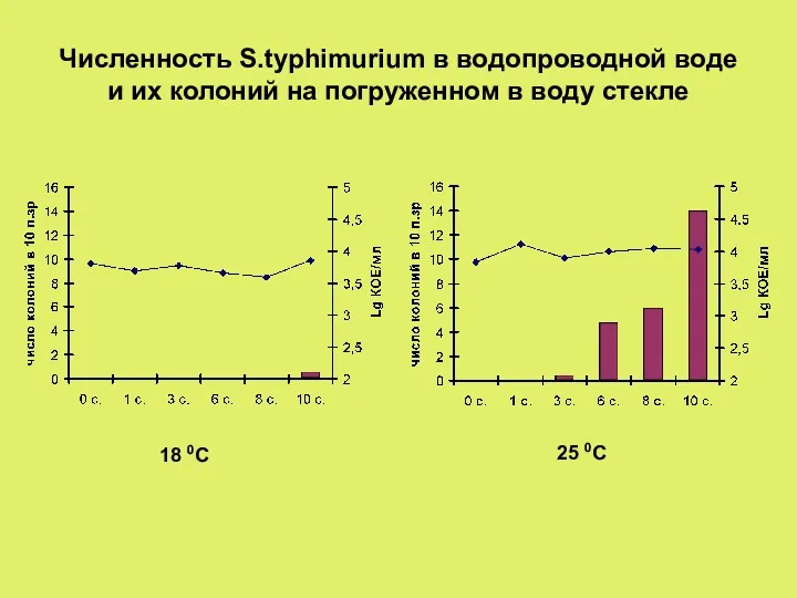 Численность S.typhimurium в водопроводной воде и их колоний на погруженном в воду стекле