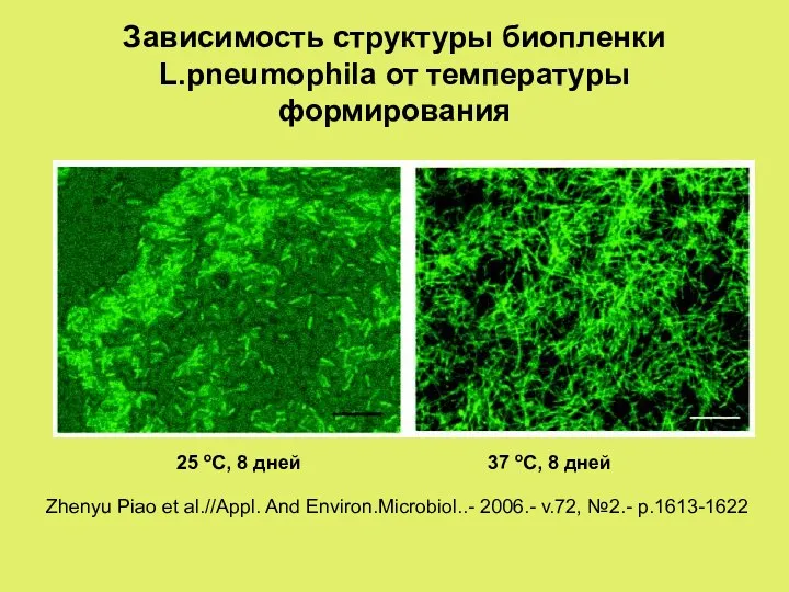 Зависимость структуры биопленки L.pneumophila от температуры формирования 25 оС, 8 дней 37 оС,