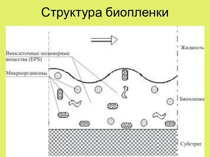 Структура биопленки