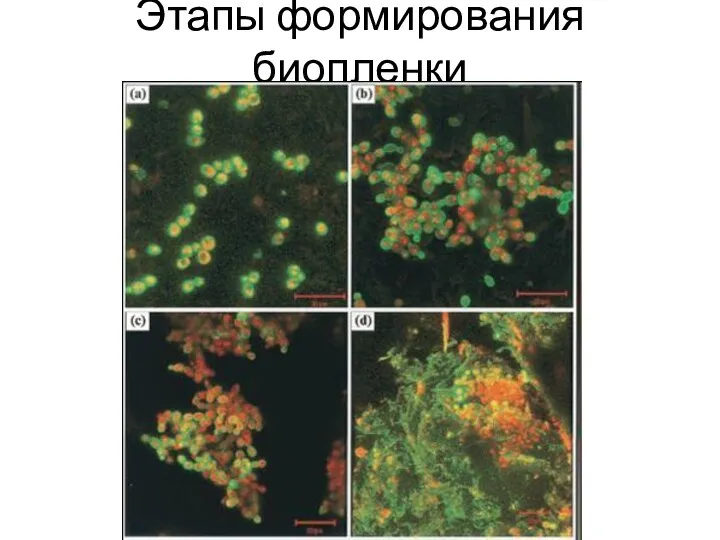 Этапы формирования биопленки