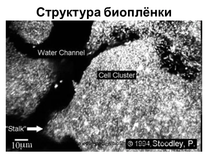 Структура биоплёнки http://www.erc.montana.edu/~paul_s/biofilms_cluster_def.htm