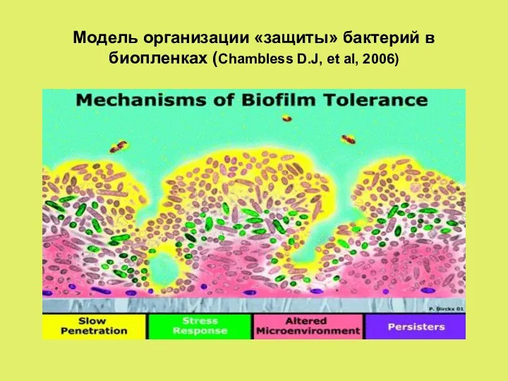 Модель организации «защиты» бактерий в биопленках (Chambless D.J, et al, 2006)