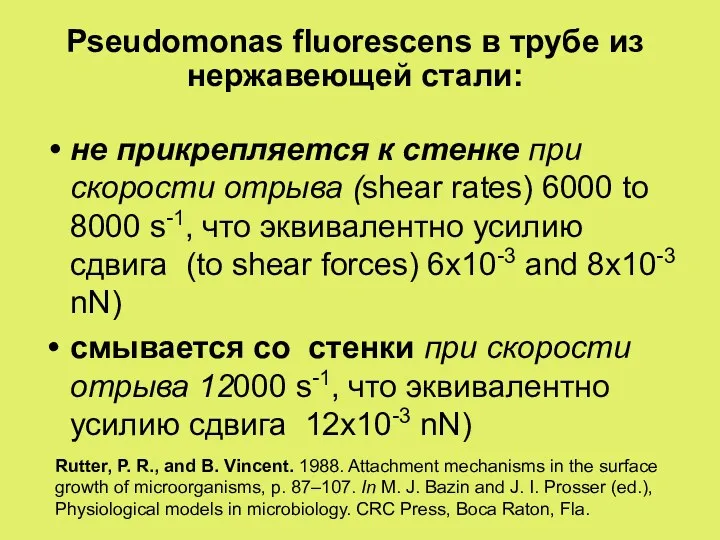 Pseudomonas fluorescens в трубе из нержавеющей стали: не прикрепляется к стенке при скорости