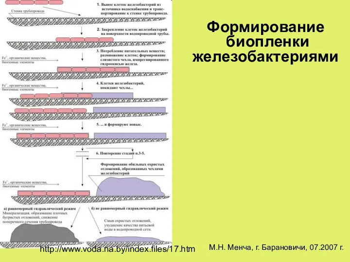 http://www.voda.na.by/index.files/17.htm М.Н. Менча, г. Барановичи, 07.2007 г. Формирование биопленки железобактериями