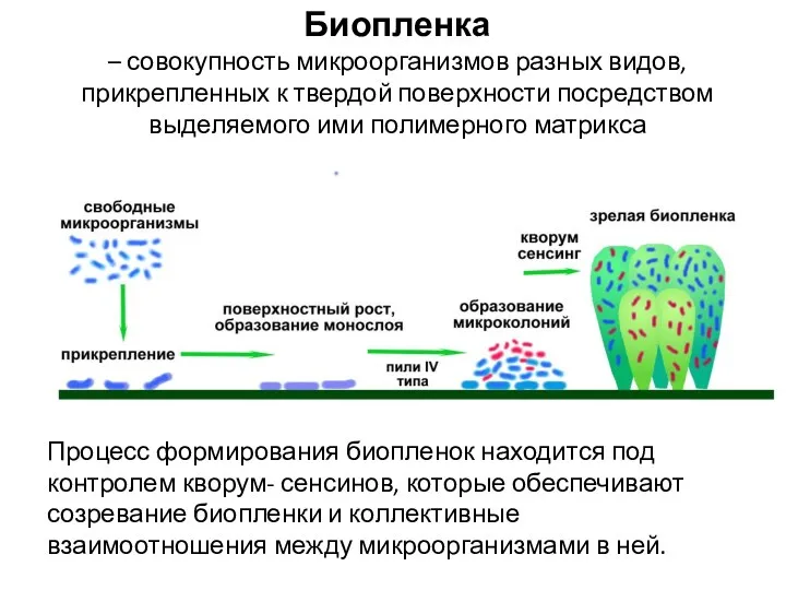 Биопленка – совокупность микроорганизмов разных видов, прикрепленных к твердой поверхности посредством выделяемого ими