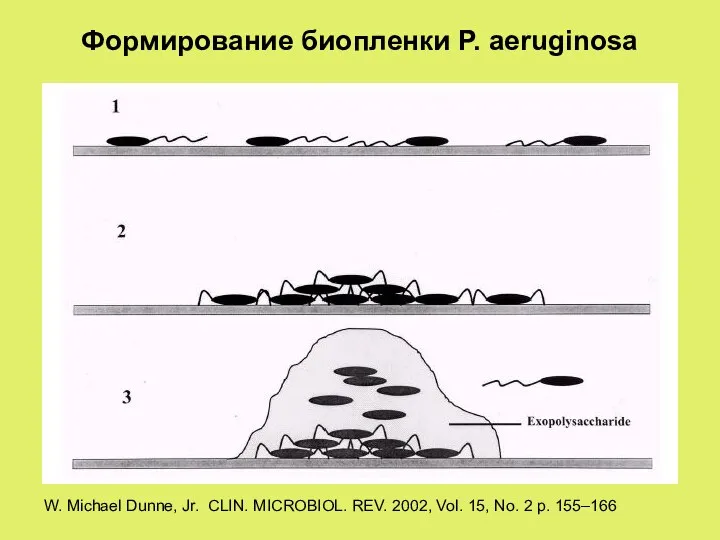Формирование биопленки P. aeruginosa W. Michael Dunne, Jr. CLIN. MICROBIOL. REV. 2002, Vol.