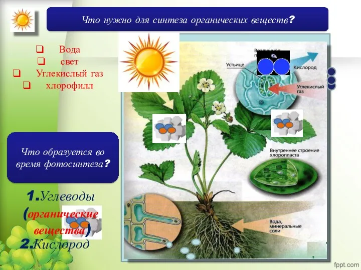 Вода свет Углекислый газ хлорофилл 1.Углеводы (органические вещества) Что нужно
