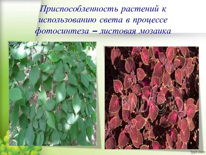Приспособленность растений к использованию света в процессе фотосинтеза – листовая мозаика