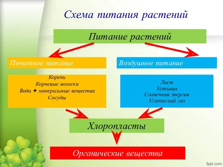 Схема питания растений Питание растений Почвенное питание Воздушное питание Корень