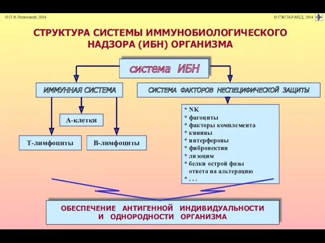 СТРУКТУРА СИСТЕМЫ ИММУНОБИОЛОГИЧЕСКОГО НАДЗОРА (ИБН) ОРГАНИЗМА система ИБН ОБЕСПЕЧЕНИЕ АНТИГЕННОЙ ИНДИВИДУАЛЬНОСТИ И ОДНОРОДНОСТИ ОРГАНИЗМА