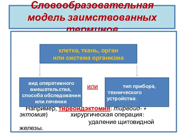 Словообразовательная модель заимствованных терминов или Например, тиреоидэктомия: тиреоид- + эктомия)