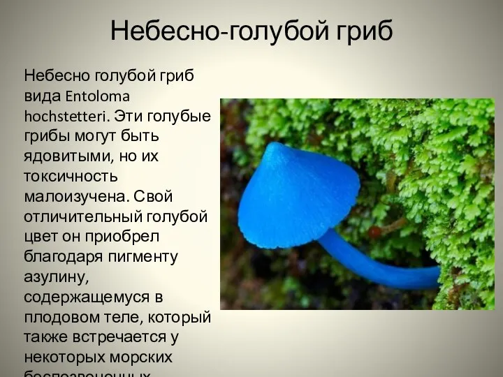 Небесно-голубой гриб Небесно голубой гриб вида Entoloma hochstetteri. Эти голубые