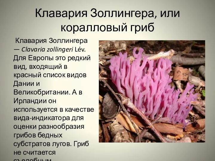 Клавария Золлингера, или коралловый гриб Клавария Золлингера — Clavaria zollingeri