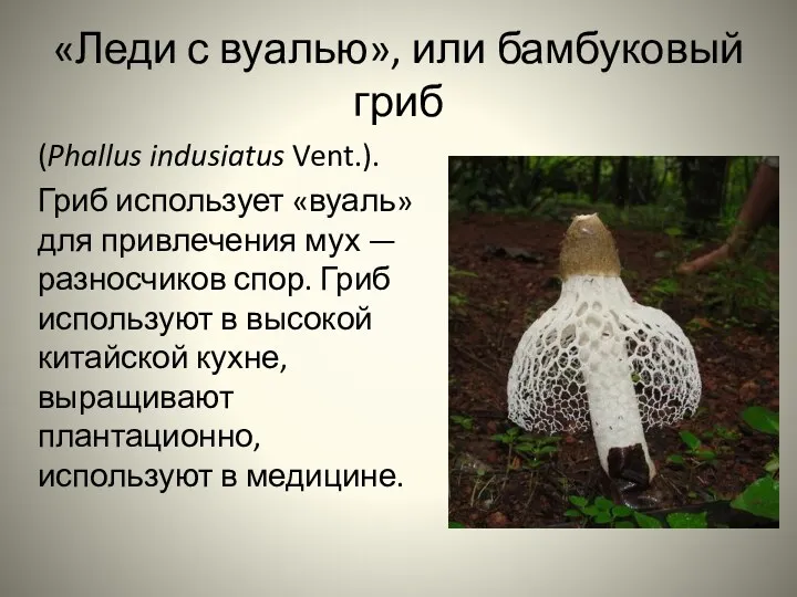 «Леди с вуалью», или бамбуковый гриб (Phallus indusiatus Vent.). Гриб