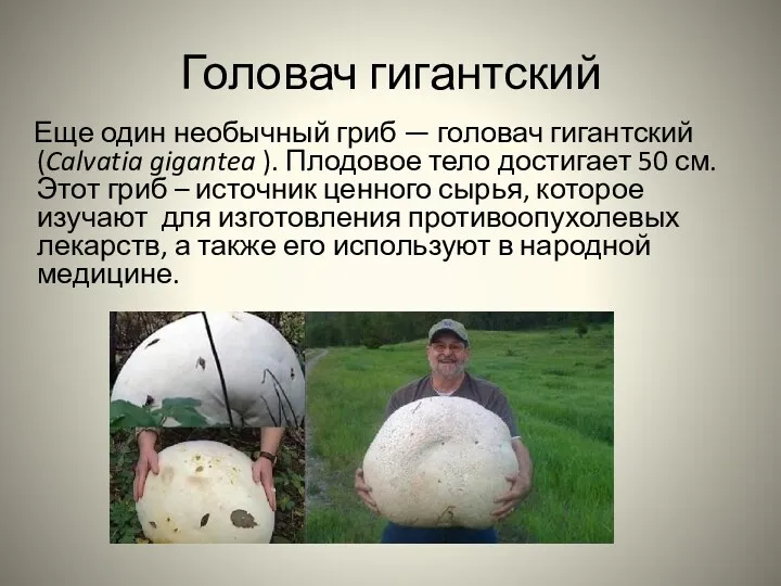 Головач гигантский Еще один необычный гриб — головач гигантский (Calvatia