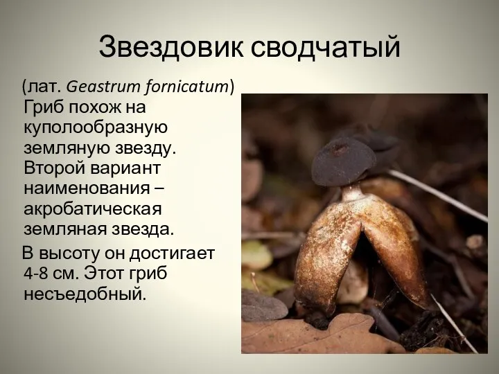 Звездовик сводчатый (лат. Geastrum fornicatum) Гриб похож на куполообразную земляную