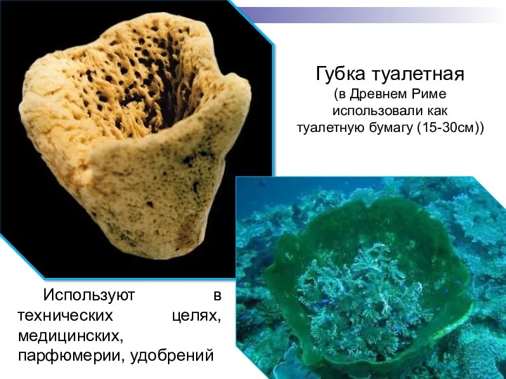 Используют в технических целях, медицинских, парфюмерии, удобрений Губка туалетная (в