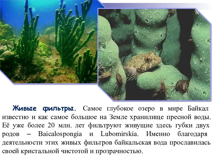 Живые фильтры. Самое глубокое озеро в мире Байкал известно и