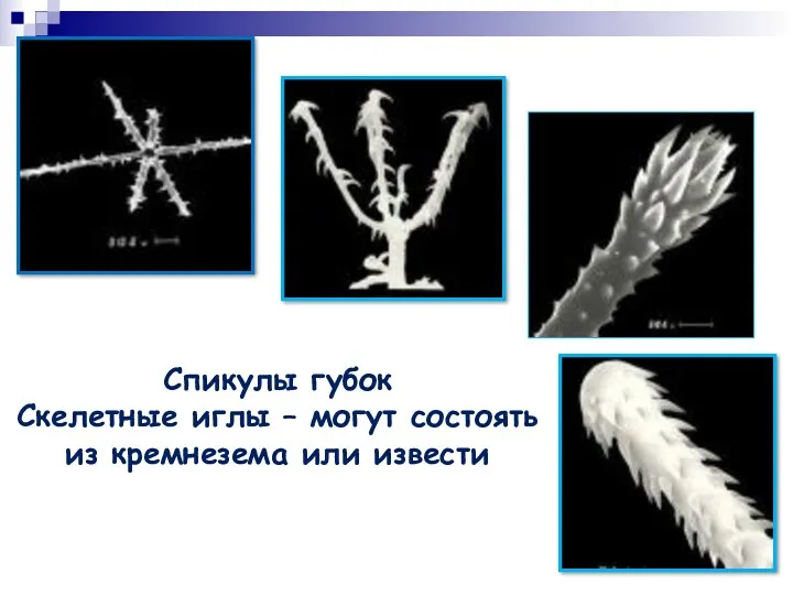 Спикулы губок Скелетные иглы – могут состоять из кремнезема или извести