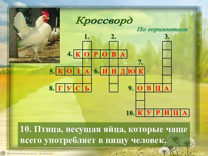 Кроссворд 10. Птица, несущая яйца, которые чаще всего употребляет в пищу человек. По горизонтали