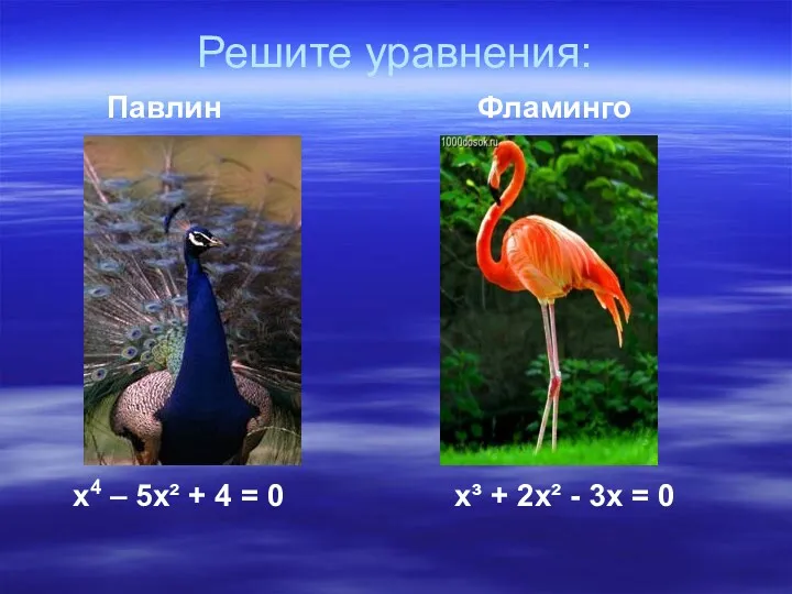 Решите уравнения: Павлин Фламинго х4 – 5х² + 4 =