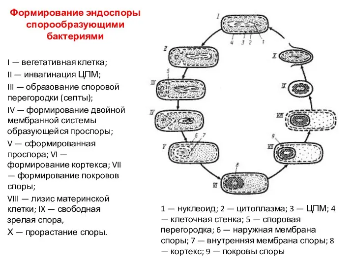 Формирование эндоспоры спорообразующими бактериями I — вегетативная клетка; II —