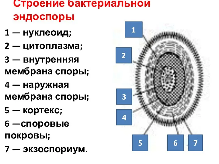 Строение бактериальной эндоспоры 1 — нуклеоид; 2 — цитоплазма; 3