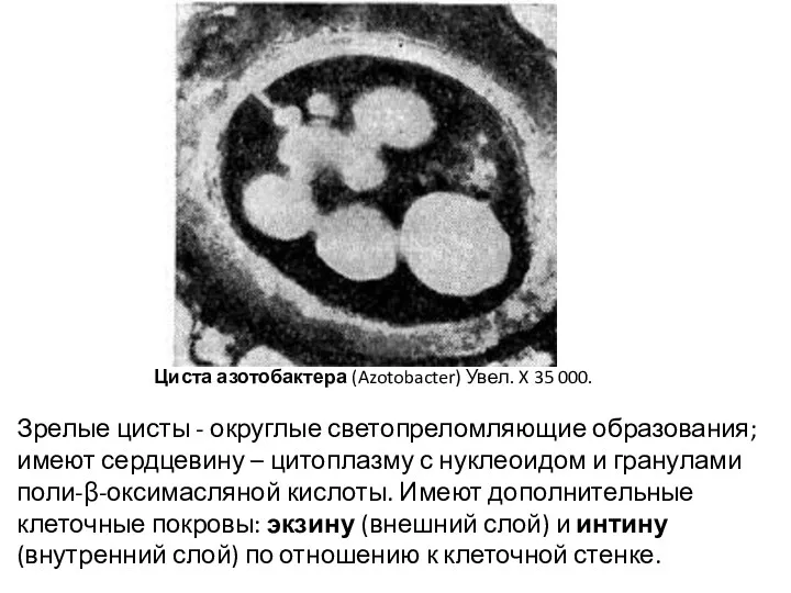 Циста азотобактера (Azotobacter) Увел. X 35 000. Зрелые цисты -
