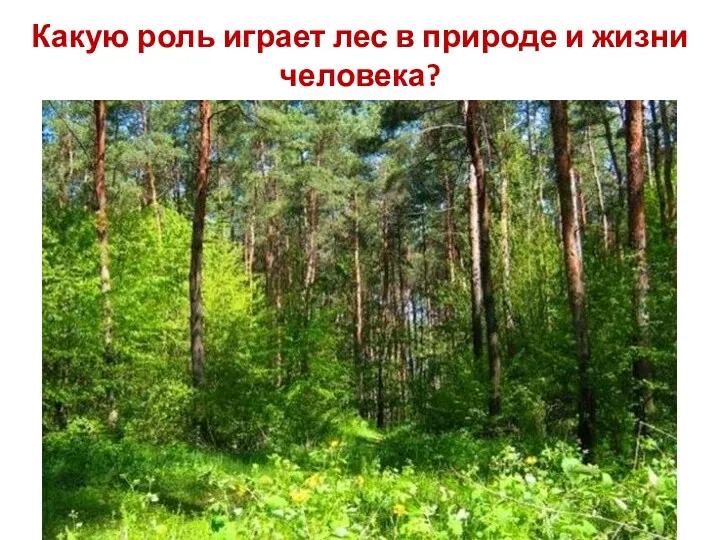 Какую роль играет лес в природе и жизни человека?