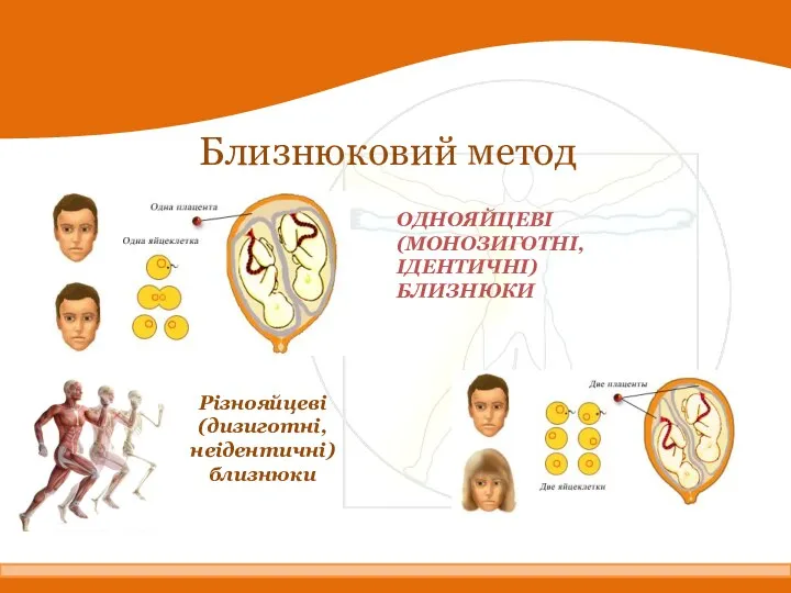 Близнюковий метод ОДНОЯЙЦЕВІ (МОНОЗИГОТНІ, ІДЕНТИЧНІ) БЛИЗНЮКИ Різнояйцеві (дизиготні, неідентичні) близнюки