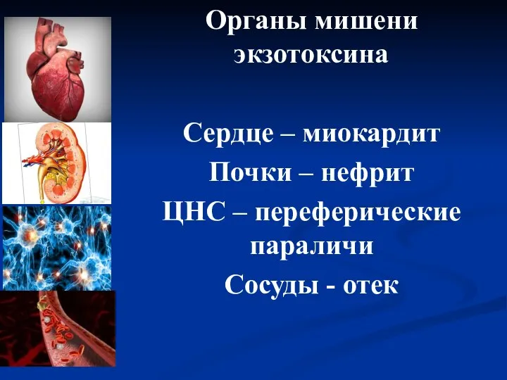 Органы мишени экзотоксина Сердце – миокардит Почки – нефрит ЦНС – переферические параличи Сосуды - отек