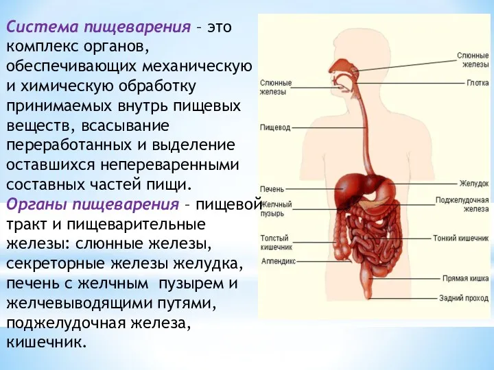 Система пищеварения – это комплекс органов, обеспечивающих механическую и химическую