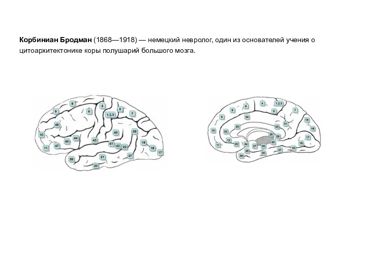 Корбиниан Бродман (1868—1918) — немецкий невролог, один из основателей учения о цитоархитектонике коры полушарий большого мозга.