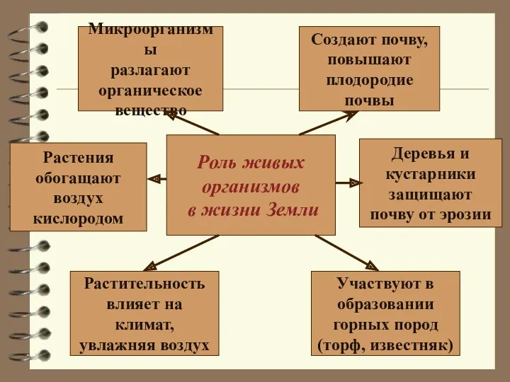 Роль живых организмов в жизни Земли Создают почву, повышают плодородие