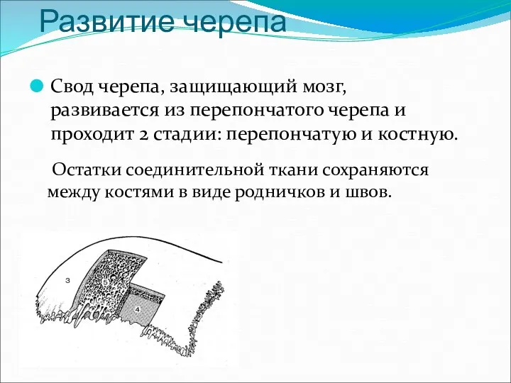 Развитие черепа Свод черепа, защищающий мозг, развивается из перепончатого черепа