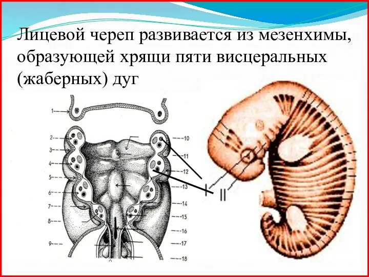 Лицевой череп развивается из мезенхимы, образующей хрящи пяти висцеральных (жаберных) дуг