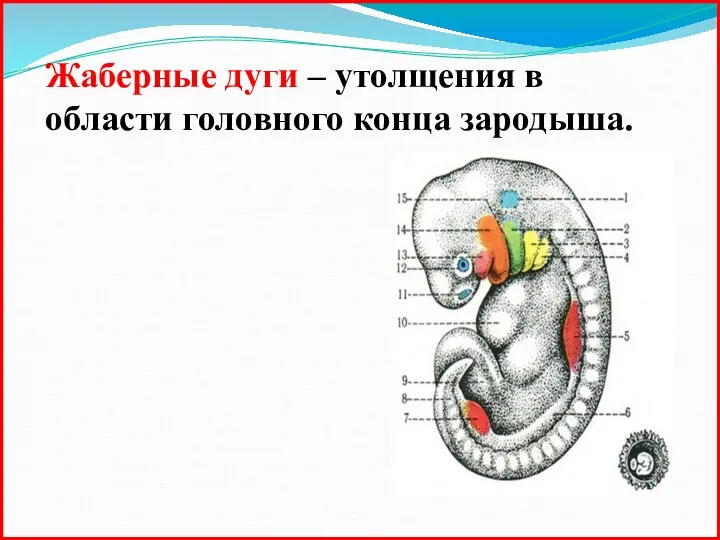 Жаберные дуги – утолщения в области головного конца зародыша.