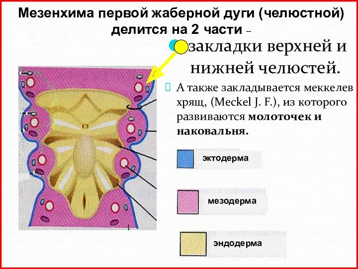 закладки верхней и нижней челюстей. А также закладывается меккелев хрящ,