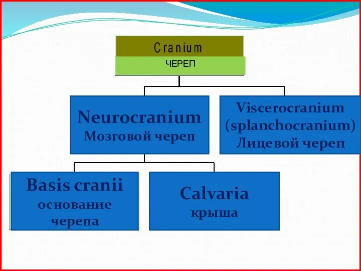 Мозговой череп Основание черепа Крыша черепа ЧЕРЕП Лицевой череп Basis