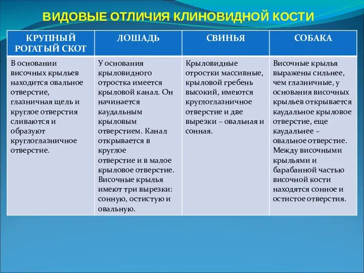 ВИДОВЫЕ ОТЛИЧИЯ КЛИНОВИДНОЙ КОСТИ