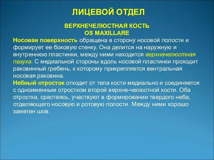 ЛИЦЕВОЙ ОТДЕЛ ВЕРХНЕЧЕЛЮСТНАЯ КОСТЬ OS MAXILLARE Носовая поверхность обращена в