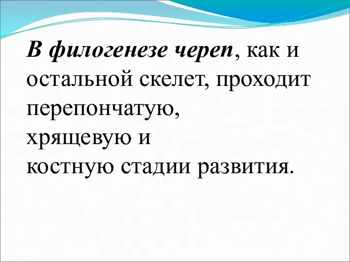 В филогенезе череп, как и остальной скелет, проходит перепончатую, хрящевую и костную стадии развития.