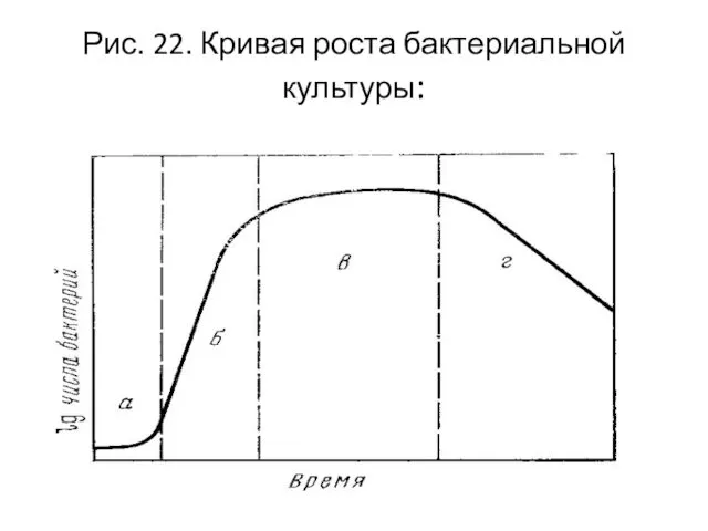 Рис. 22. Кривая роста бактериальной культуры: