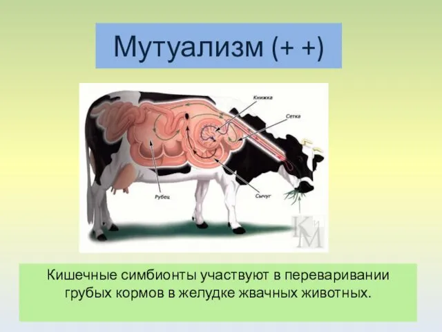Кишечные симбионты участвуют в переваривании грубых кормов в желудке жвачных животных. Мутуализм (+ +)