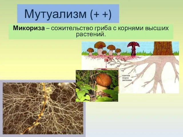Микориза – сожительство гриба с корнями высших растений. Мутуализм (+ +)