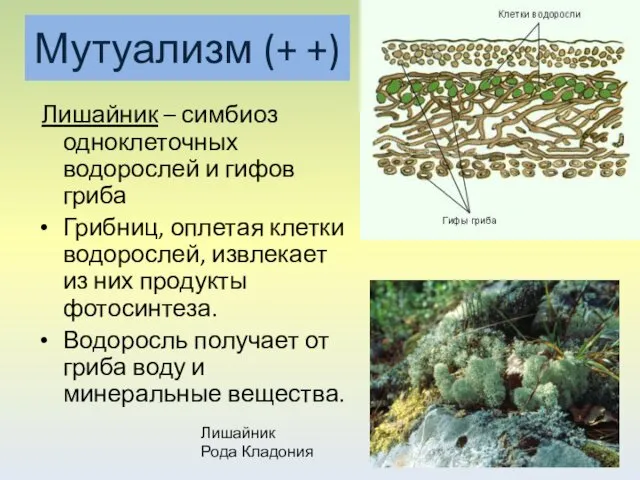 Лишайник – симбиоз одноклеточных водорослей и гифов гриба Грибниц, оплетая клетки водорослей, извлекает