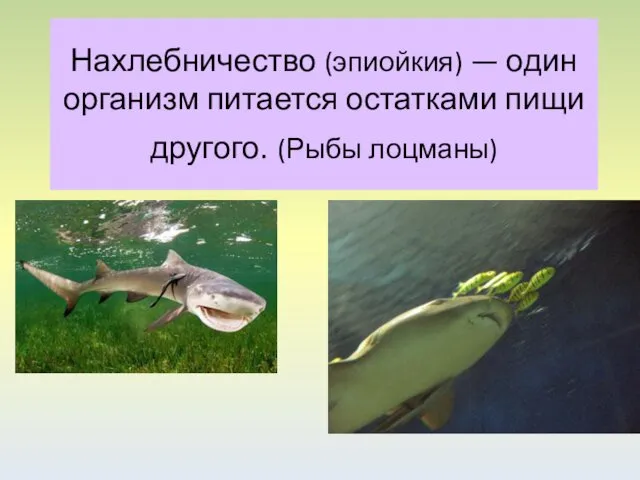 Нахлебничество (эпиойкия) — один организм питается остатками пищи другого. (Рыбы лоцманы)